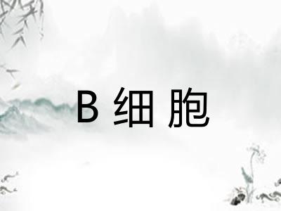 B细胞