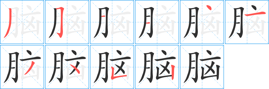 脑的笔顺分步演示图